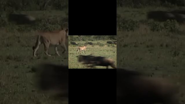 #enimals животные мира смотреть онлайн