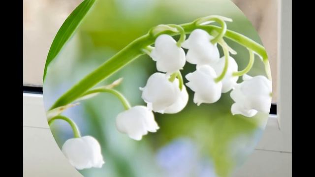 Эх, Танюша, Танюша. Мурат Насыров. смотреть онлайн