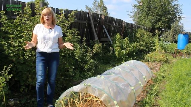 ОЗИМЫЙ ЧЕСНОК! ВСЕ ЭТАПЫ ВЫРАЩИВАНИЯ с весны до осени! Советы от ЗЕЛЕНОГО ОГОРОДА! смотреть онлайн