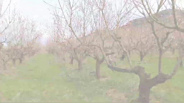 Архипка. Цветущие персиковые сады ? смотреть онлайн