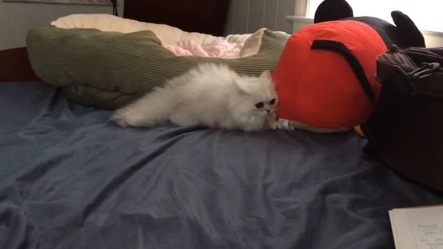Cute Napoleon Kitten (Persian Munchkin) Gets the Zoomies смотреть онлайн