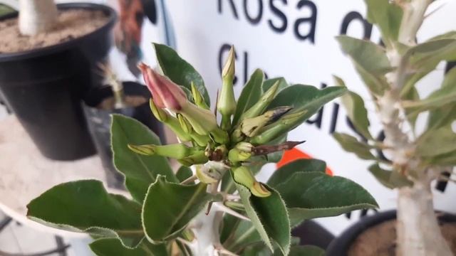 Aprenda um pouco sobre a rosa do deserto Espinhuda a prima das RDS pachypodium Saundersii смотреть онлайн