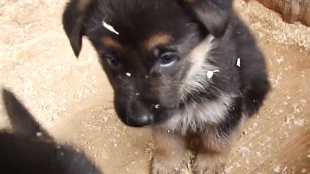 Развиваем таланты