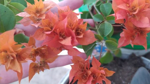 Бугенвиллия - один сорт, а результат разный!!!! смотреть онлайн