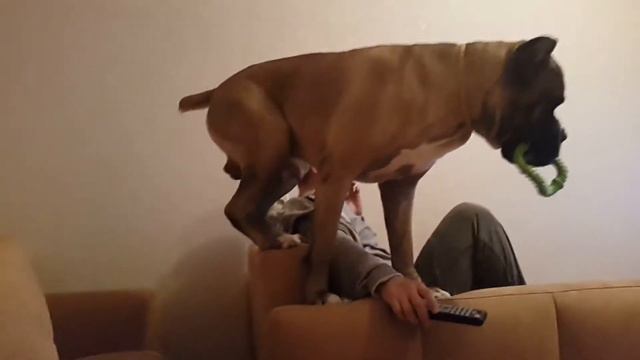 Собака хочет играть смотреть онлайн