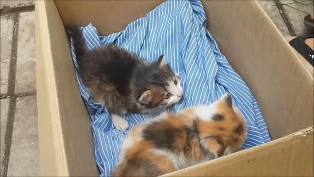 SuperNastik, ребятки и котятки часть1 смотреть онлайн