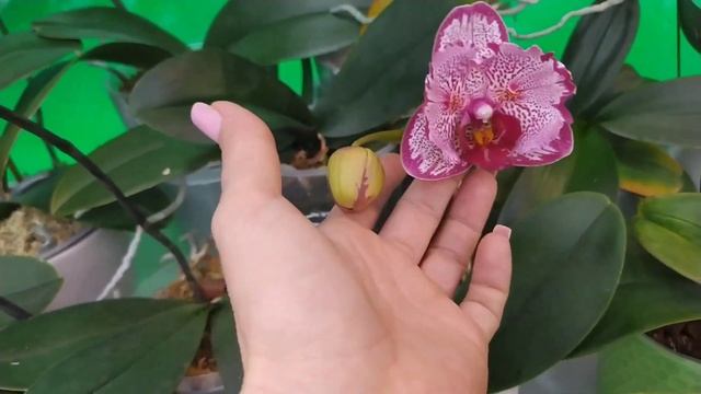 Орхидеи! Что же происходит ... смотреть онлайн