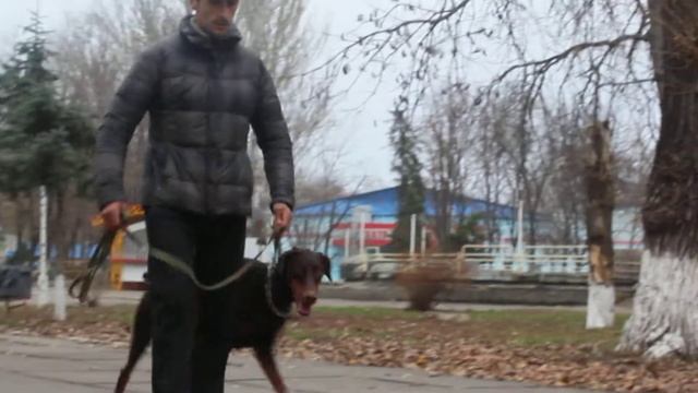 Дрессировка добермана смотреть онлайн