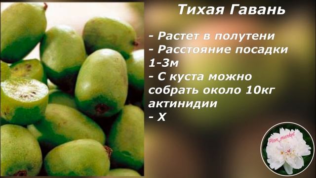 Лучшие сорта актинидии