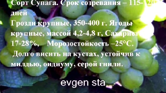 ВИНОГРАД за Уралом. Выбор сортов смотреть онлайн