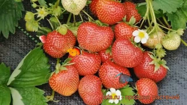 Земляника садовая Сударушка (fragaria ananassa) ? обзор: как сажать, саженцы земляники Сударушка смотреть онлайн
