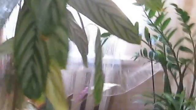 КАЛАТЕЯ в моём доме смотреть онлайн