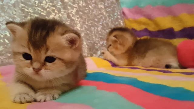 Британские золотые тикированные шиншиллы смотреть онлайн