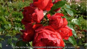 Роза Флорентина (Florentina) — что это за уникальный сорт