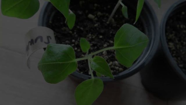 Guava Tamarillo - Tasting & Growing from Seed (with 3.5 months of updates) смотреть онлайн