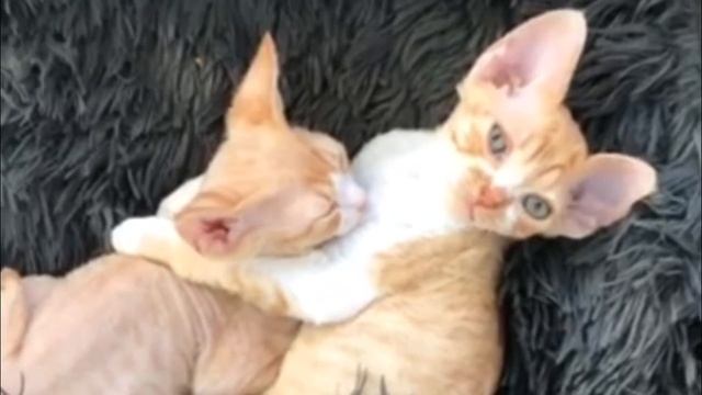 Девон рекс красный биколор | Devon Rex Red Bicolor смотреть онлайн