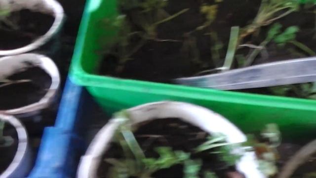 Петрушка переезжает в квартиру зимовать. смотреть онлайн