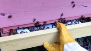 Как легко погубить пчелу. Повторная контрольная обработка органическим препаратом Апи-станзоль.