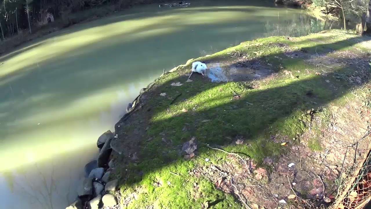 Курочки и Крыска в Дендрарии Сочи смотреть онлайн