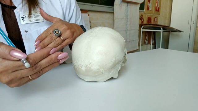 Размеры черепа. Краниометрическмй индекс. Формы черепа в зависимости от индекса. смотреть онлайн