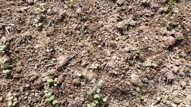 Весна. Утки все занеслись. Убираюсь на участке. Картошка. Взошла редиска, и лук. Крольчата.