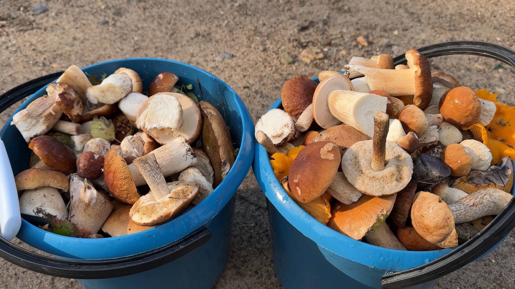 Грибы. Сбор грибов. Собираем белые грибы. Тихая охота смотреть онлайн