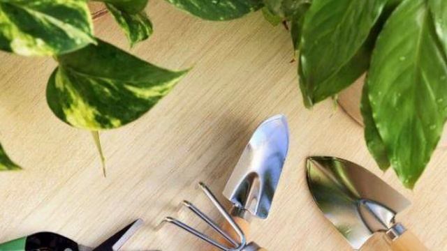 Важно знать: Вот почему чернеют края листьев у комнатных растений смотреть онлайн