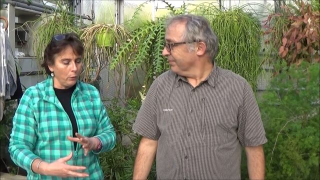 Conseils Jardinage: Sansevieria Bacularis Fernwood Mikado: Entretien Et Arrosage: Plante Verte