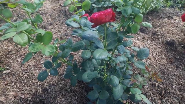 Розы Усынина. Как развиваются. смотреть онлайн