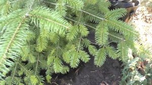 Пересадка Пихты кавказской Нордмана,как выкопать саженцы  хвойных с комом.Осенняя пересадка хвойных