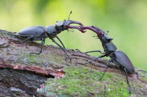 Приключения жука-оленя