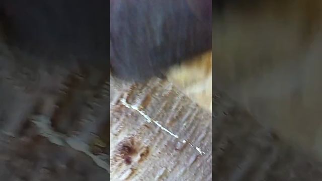 Сбор живицы пихтовой. смотреть онлайн