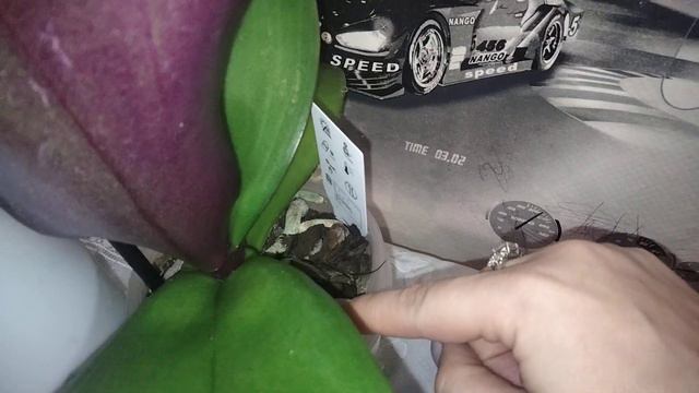 Крупноцветковая орхидея биг лип! Красота! смотреть онлайн