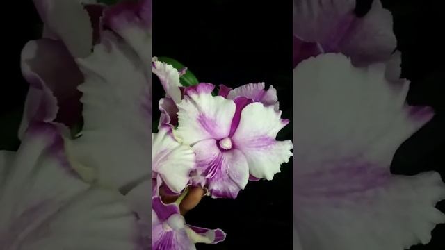 # Short video / Dendrobium orchid / king dragon lady смотреть онлайн