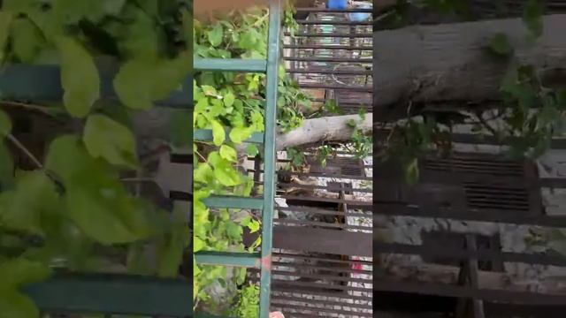 Зоопарк 2 смотреть онлайн