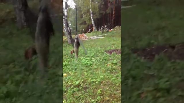 Жадный карась угодил в кормушку смотреть онлайн