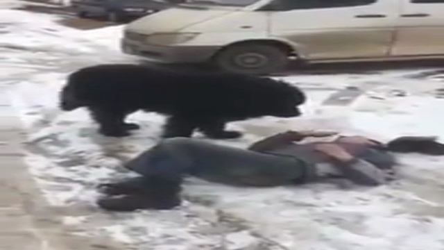 собака пристаёт к алкашу смотреть онлайн