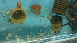 Стурисома Панамская (Кормление и совместное содержание с другими сомиками).