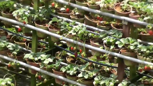 Малайзия.Кэмерон Хайлэндс.Клубничная плантация.