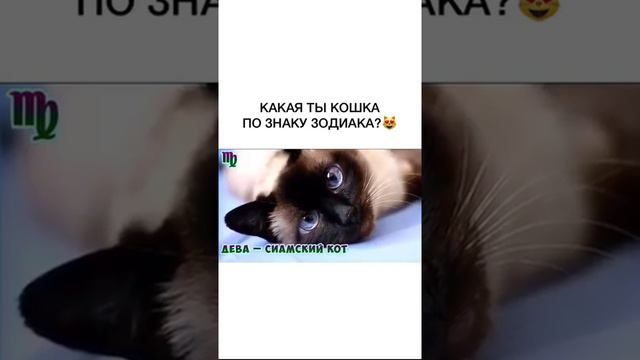 А какая ты кошка?) смотреть онлайн