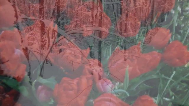 подснежники в заснеженном лесу смотреть онлайн