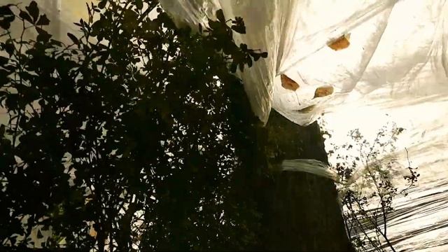 Палатка из пленки на дереве в Кемерово. Как сделать защиту от дождя из стрейч- пленки смотреть онлайн