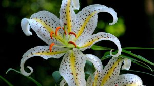 Экхарт Толле - 37. Что такое сознание, озвучивает Nikosho.mp4