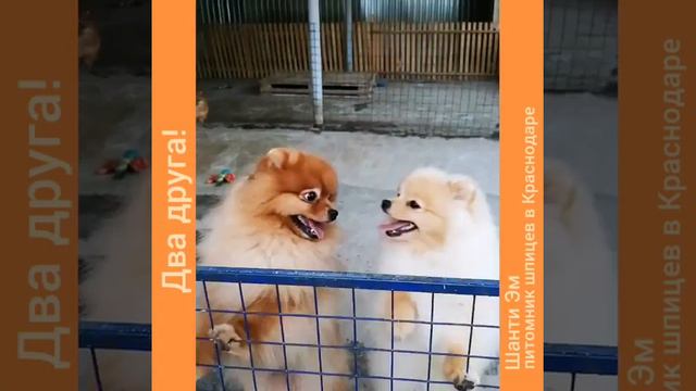 Шпицули друзья! смотреть онлайн