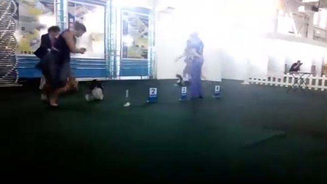 31.07.16,г.Курск ,CACIB , Eskuissel Petite Etoile - отлично,САС,WC,BOS.CACIB,BOB! смотреть онлайн