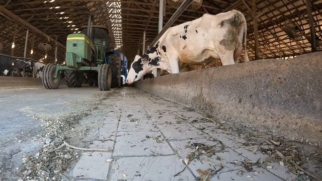 Afternoon Feeding For Dairy Cows