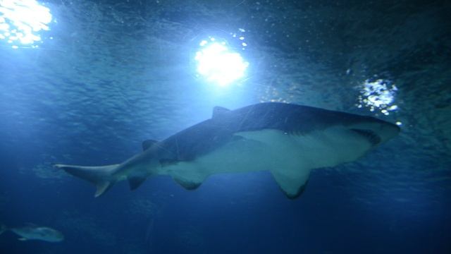 Акулы в океанариуме Валенсии смотреть онлайн