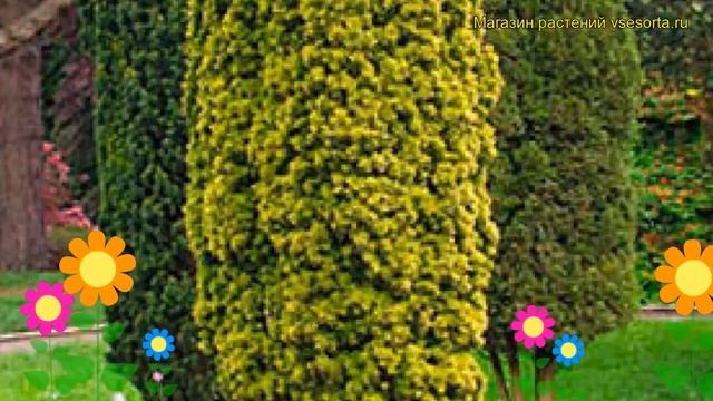 Тис ягодный Фастигиата Ауреа. Краткий обзор, описание характеристик taxus baccata Fastigiata Aurea смотреть онлайн