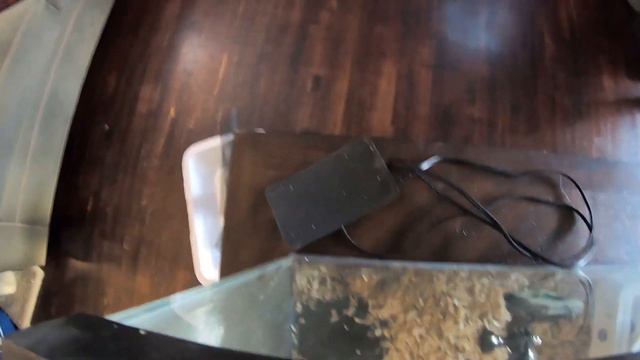 HOW TO: Build a Simple Dermestidarium | A Beginner's Guide to Skull Cleaning Dermestid Beetles смотреть онлайн