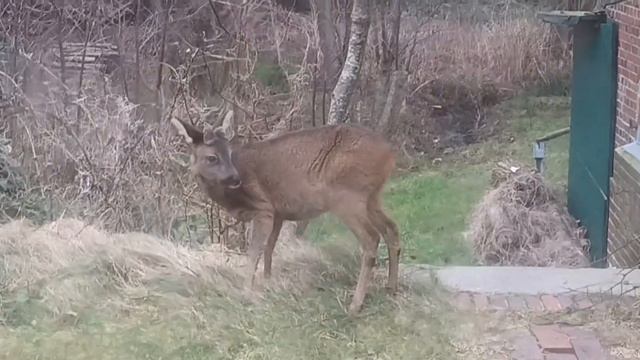 5 февраля 2024 г.Остров Шпикерог, на Северном море. Spiekeroog-Insel. Deutschland. смотреть онлайн